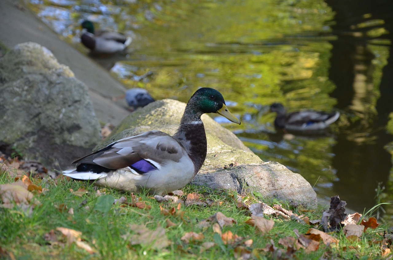 duck park water free photo