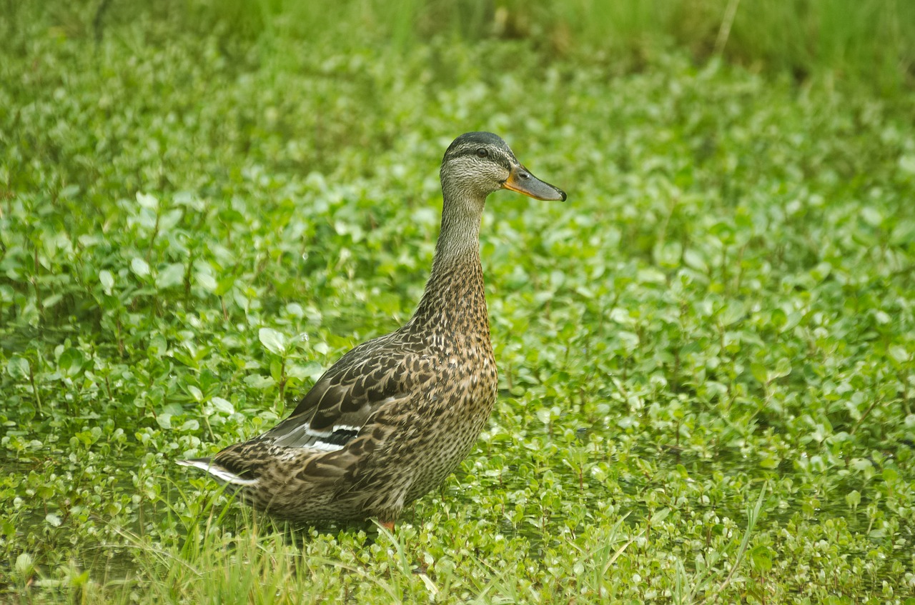 duck mallard water bird free photo