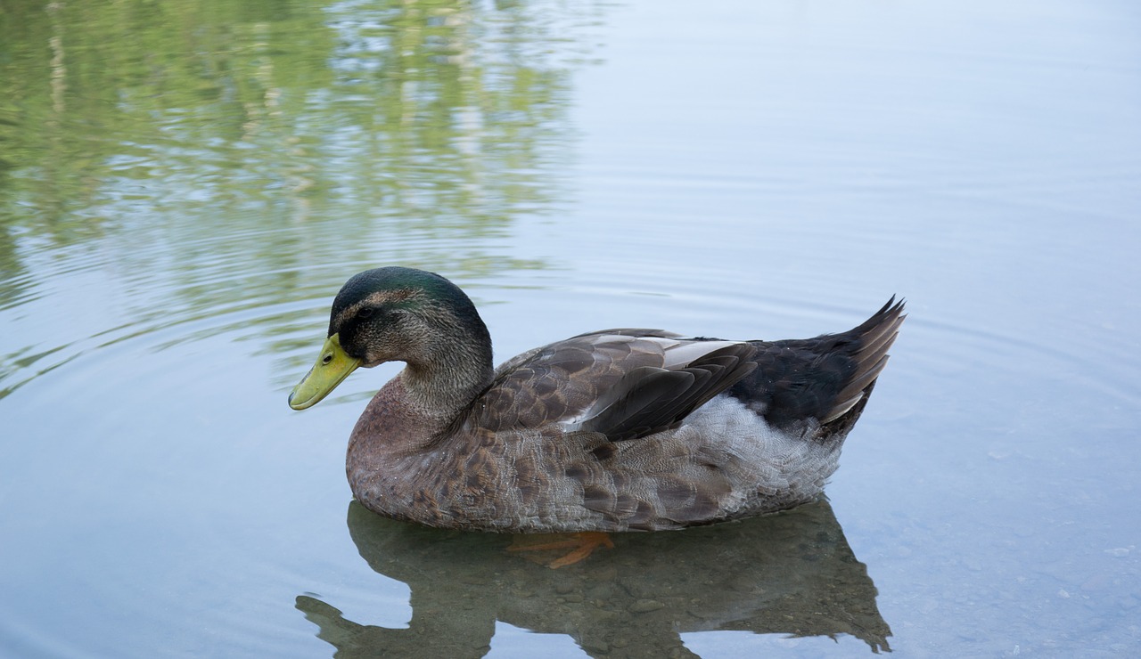 duck waterfowl pond free photo