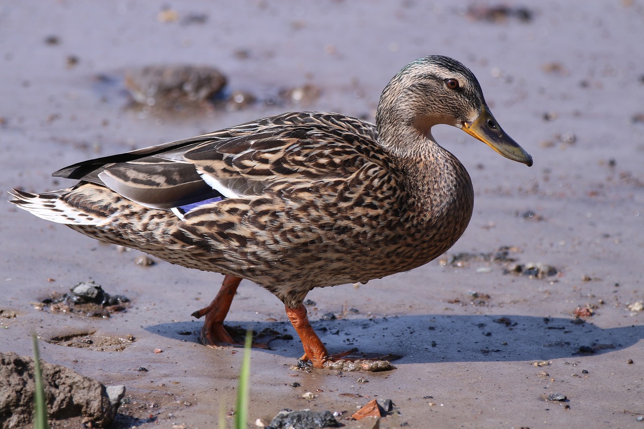 duck beach nature free photo