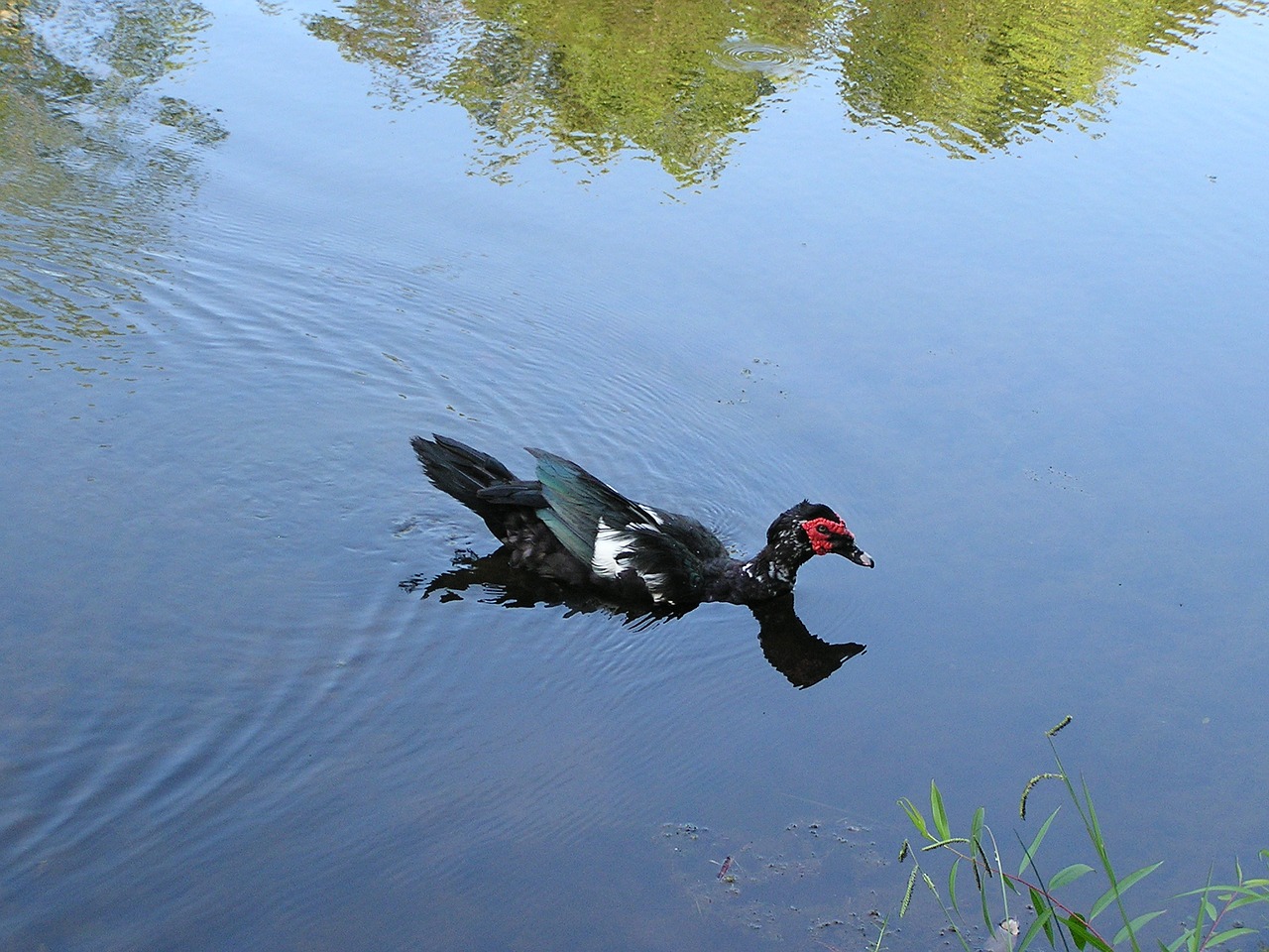 duck water reflection free photo