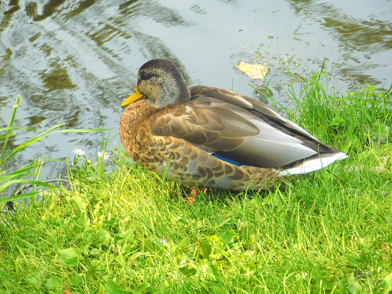 duck bird water free photo