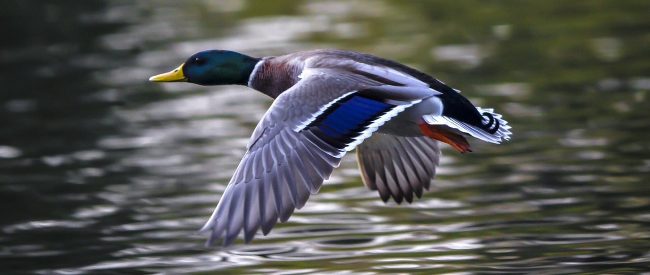 duck water bird flying home free photo