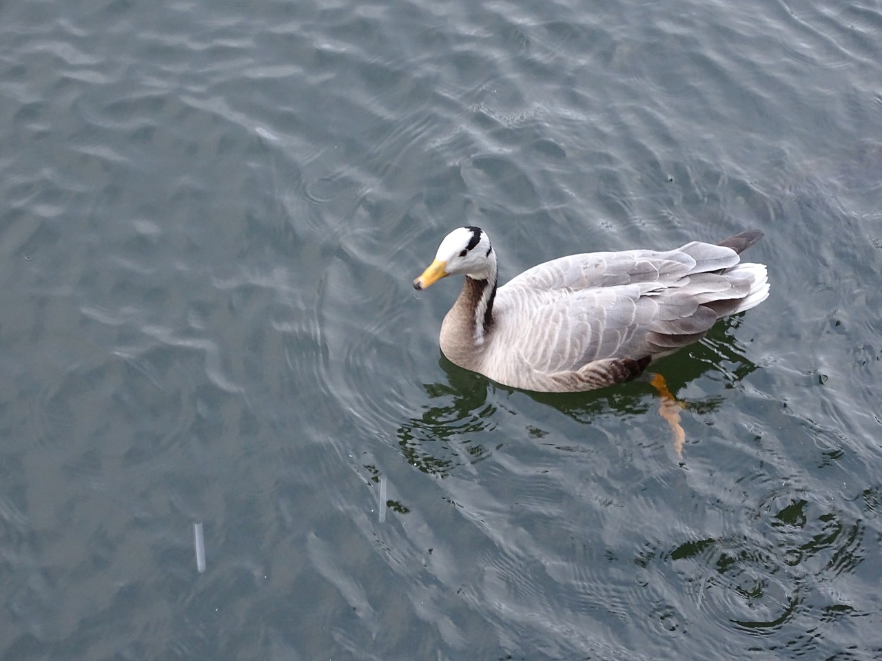 duck mallard duck pond free photo