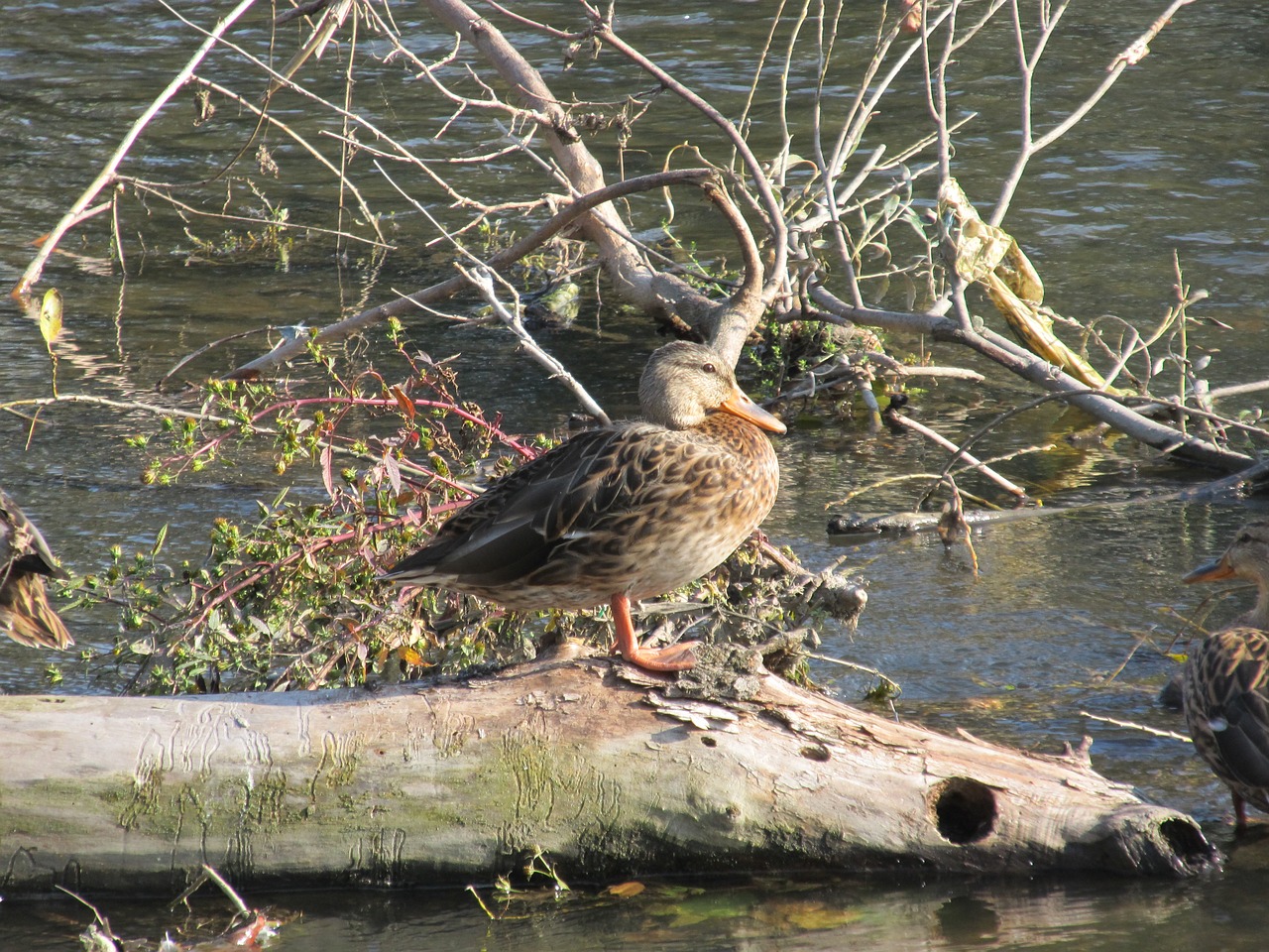 duck river animal free photo