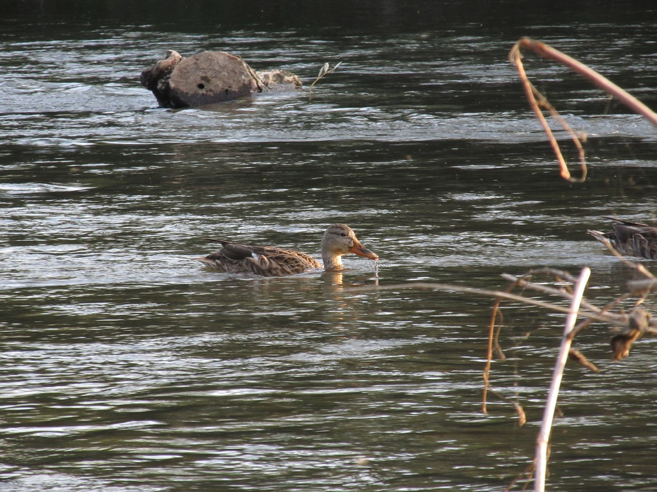 duck river animal free photo