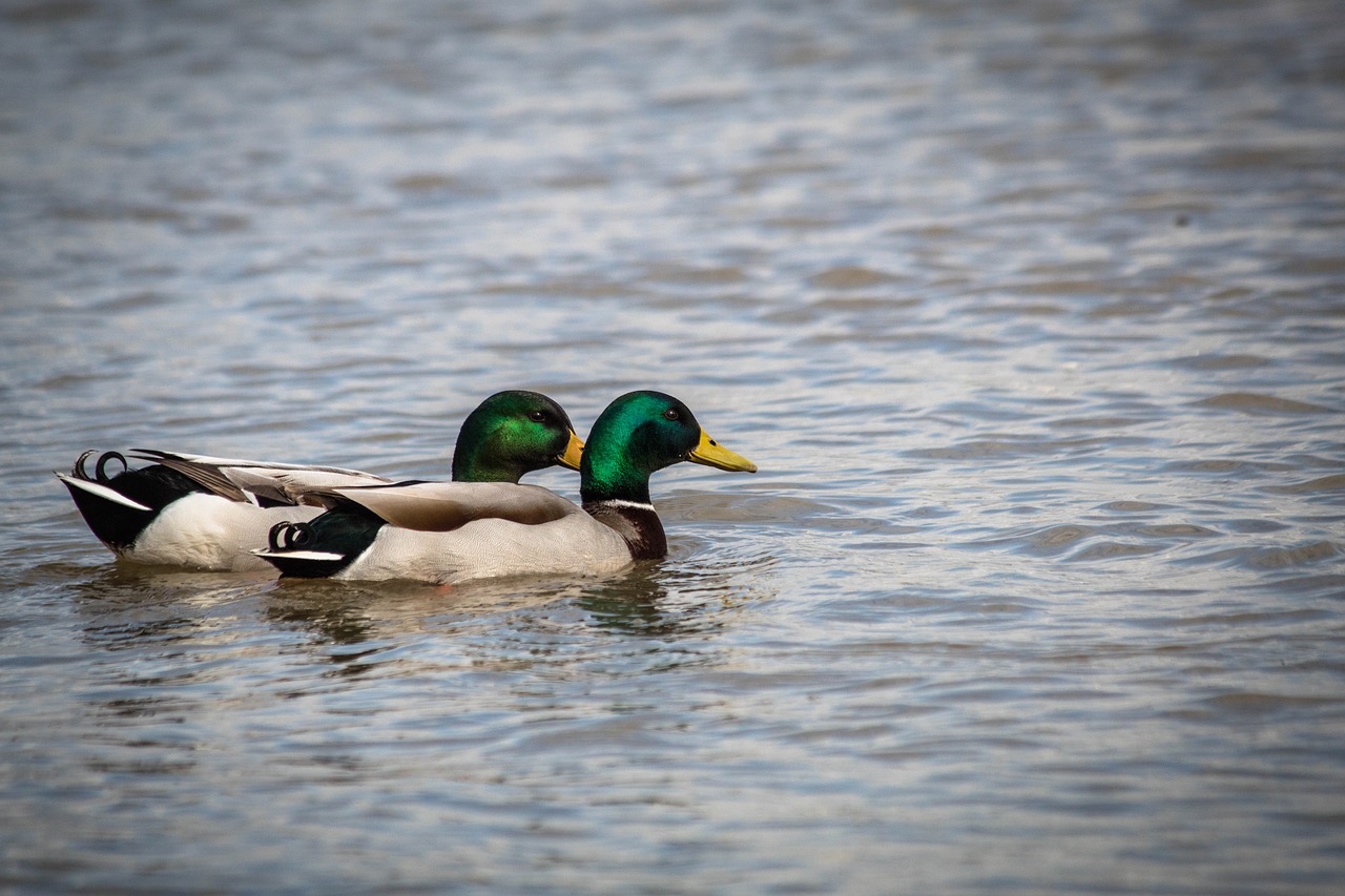 duck teal bird free photo