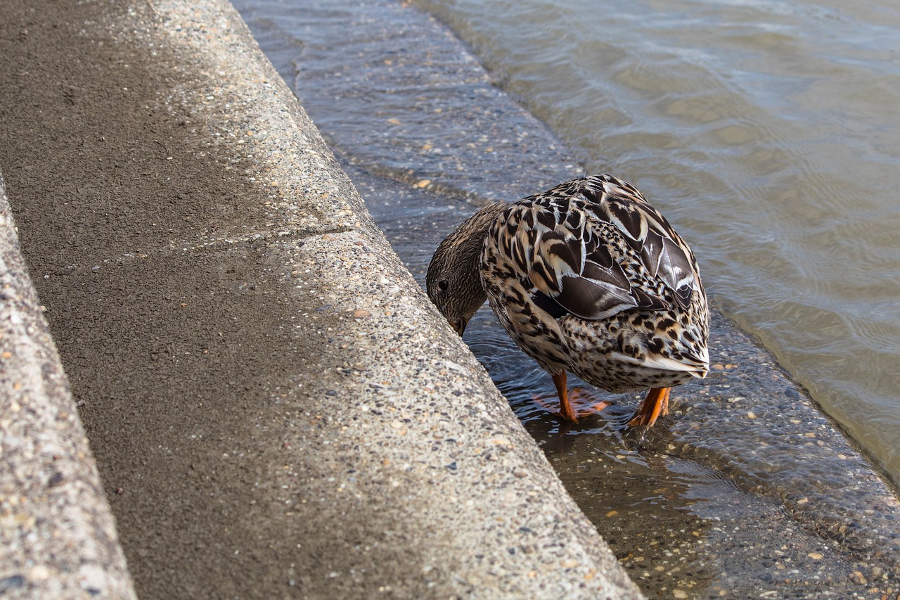 duck female bird free photo