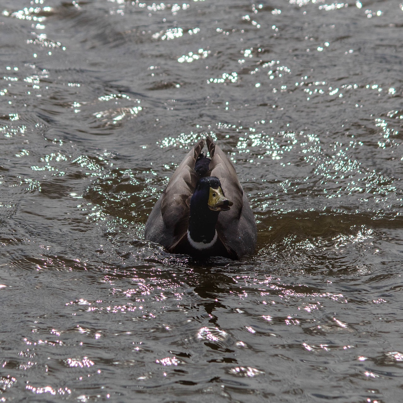 duck teal bird free photo