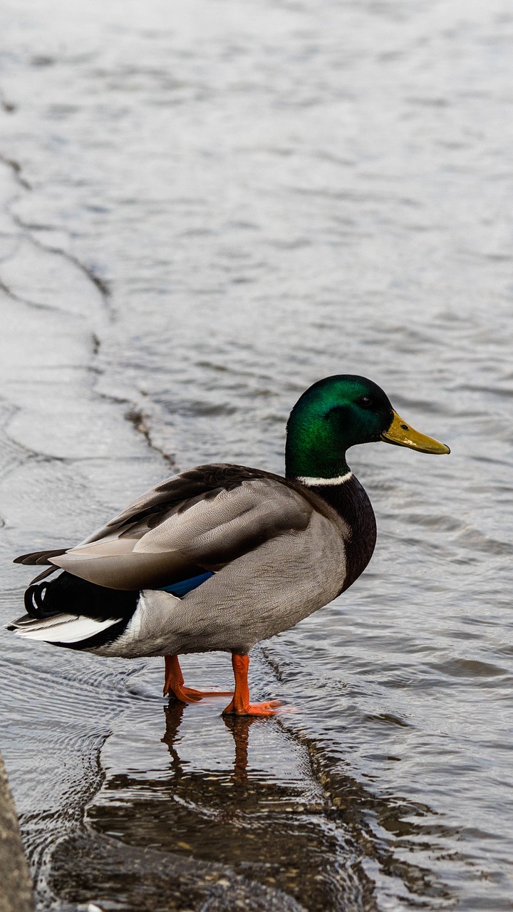 duck teal water bird free photo