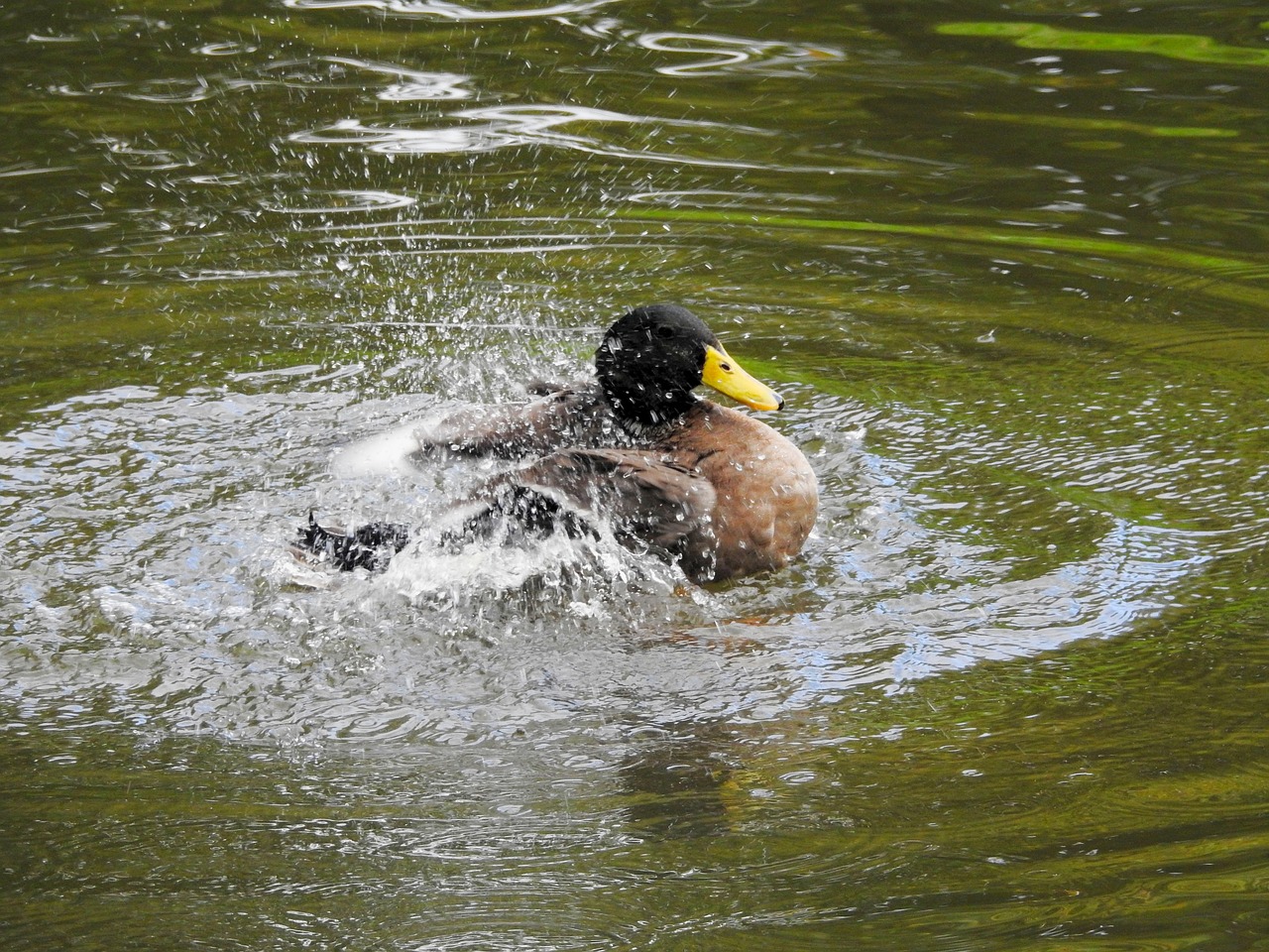 duck water bird drake free photo