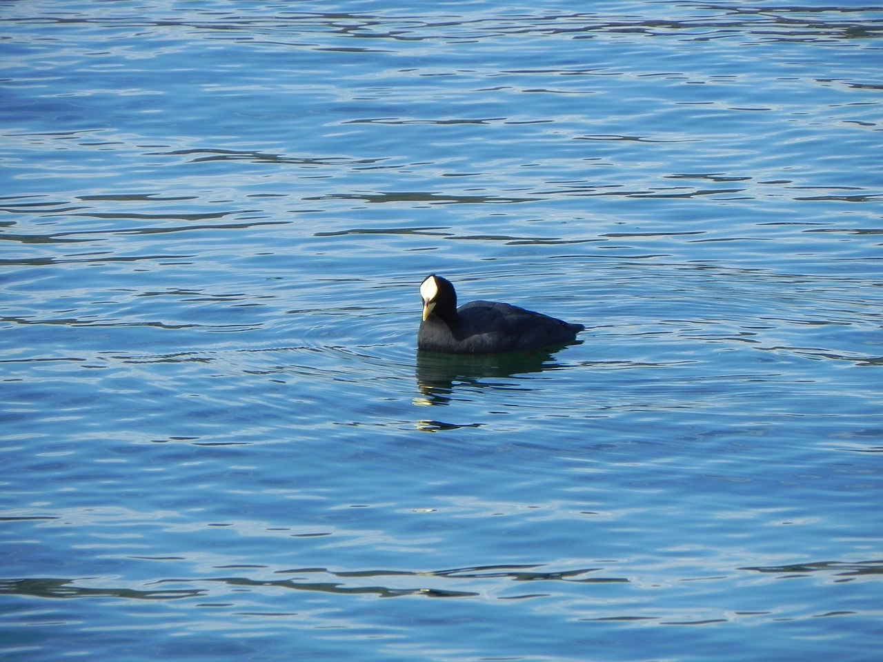 duck lake water free photo