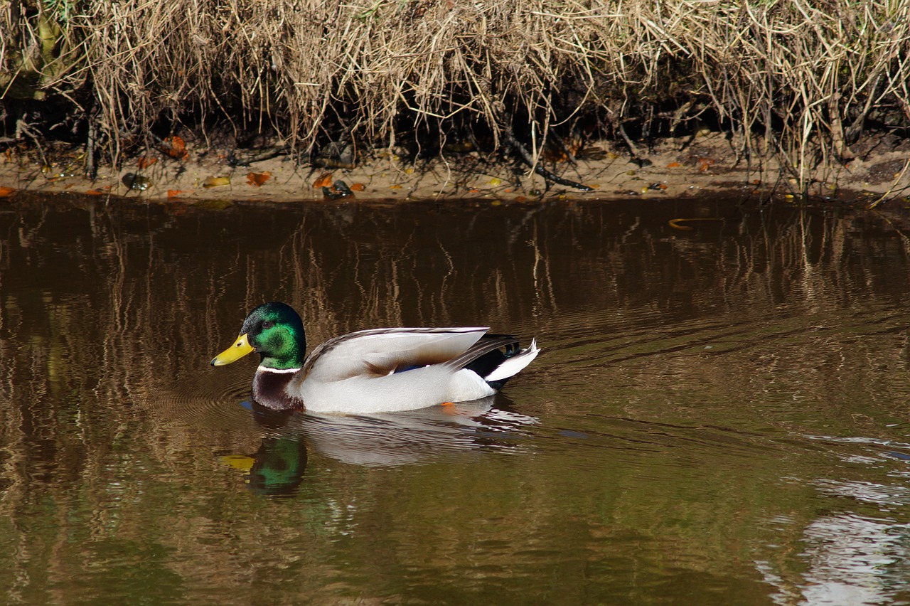 duck drake water free photo