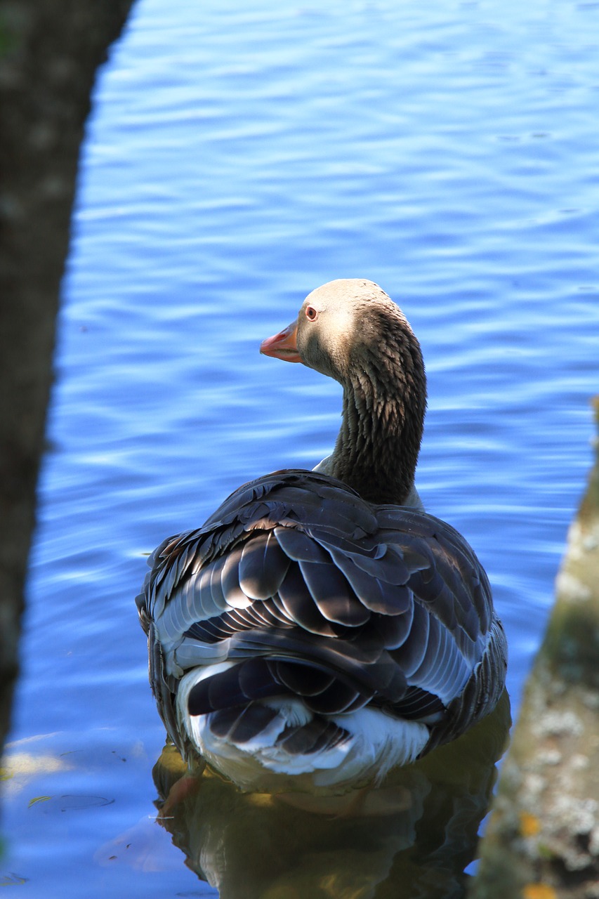 duck bird lake neusiedl free photo