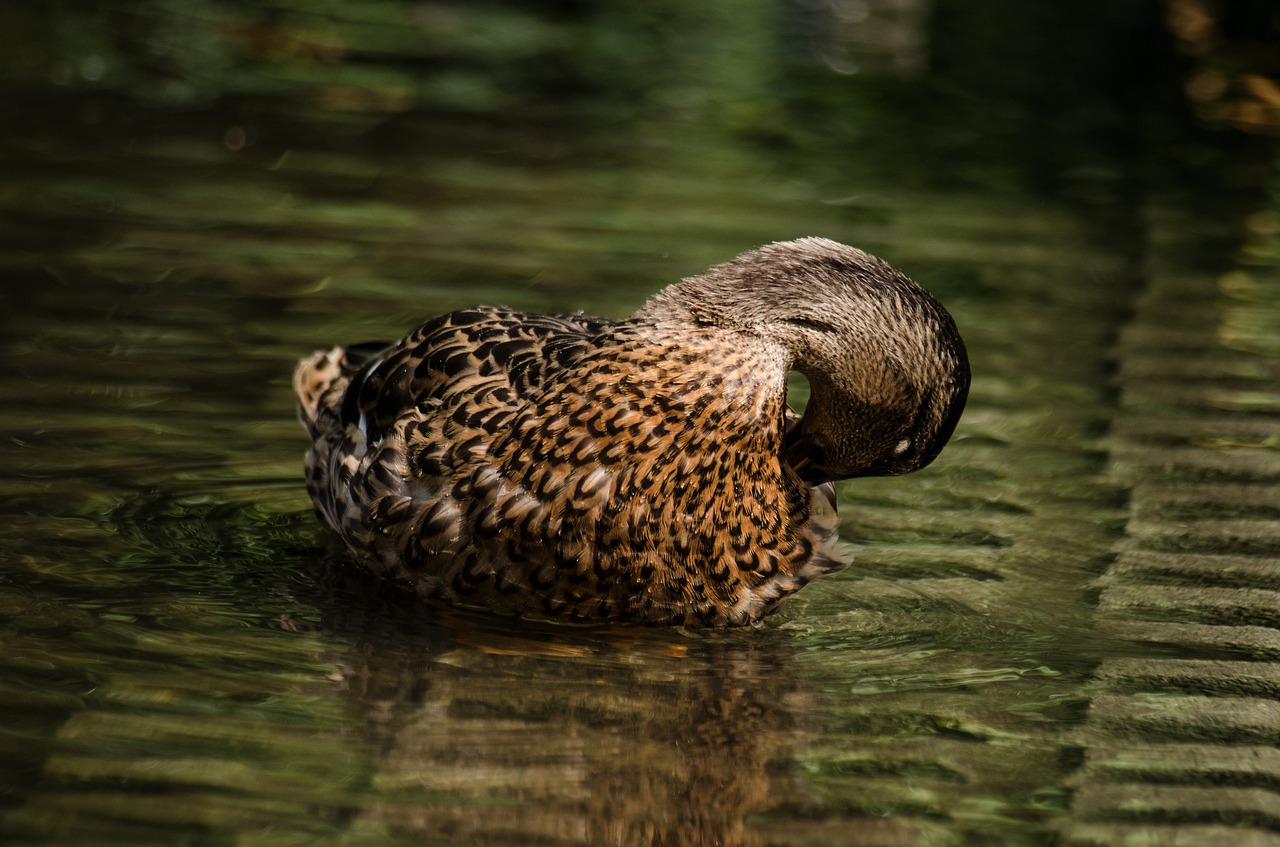 duck water clean free photo