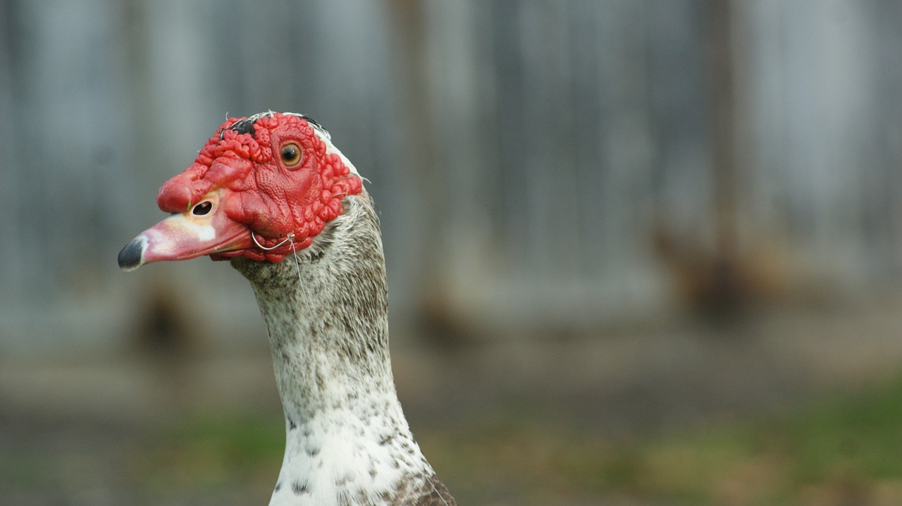 duck injured red free photo