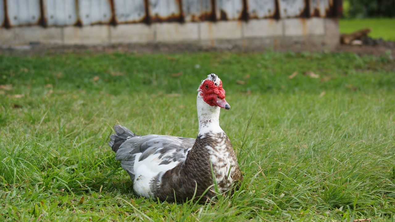 duck sitting bird free photo