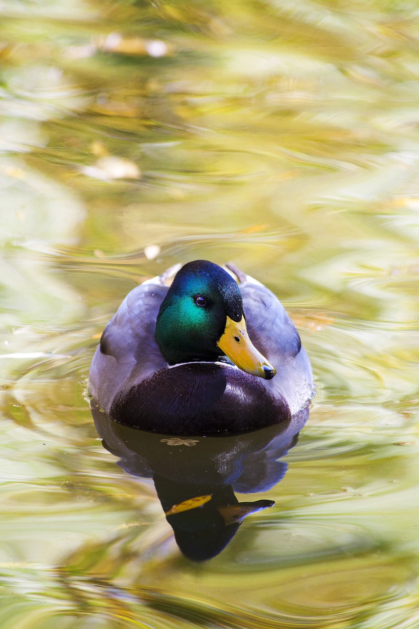 duck káčer aqueous free photo