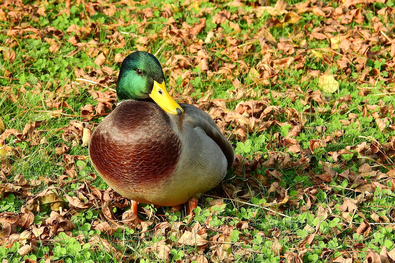 duck kaczor wild birds free photo