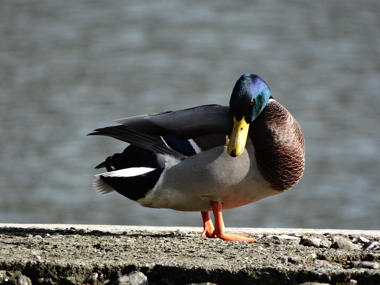 duck lake brown free photo