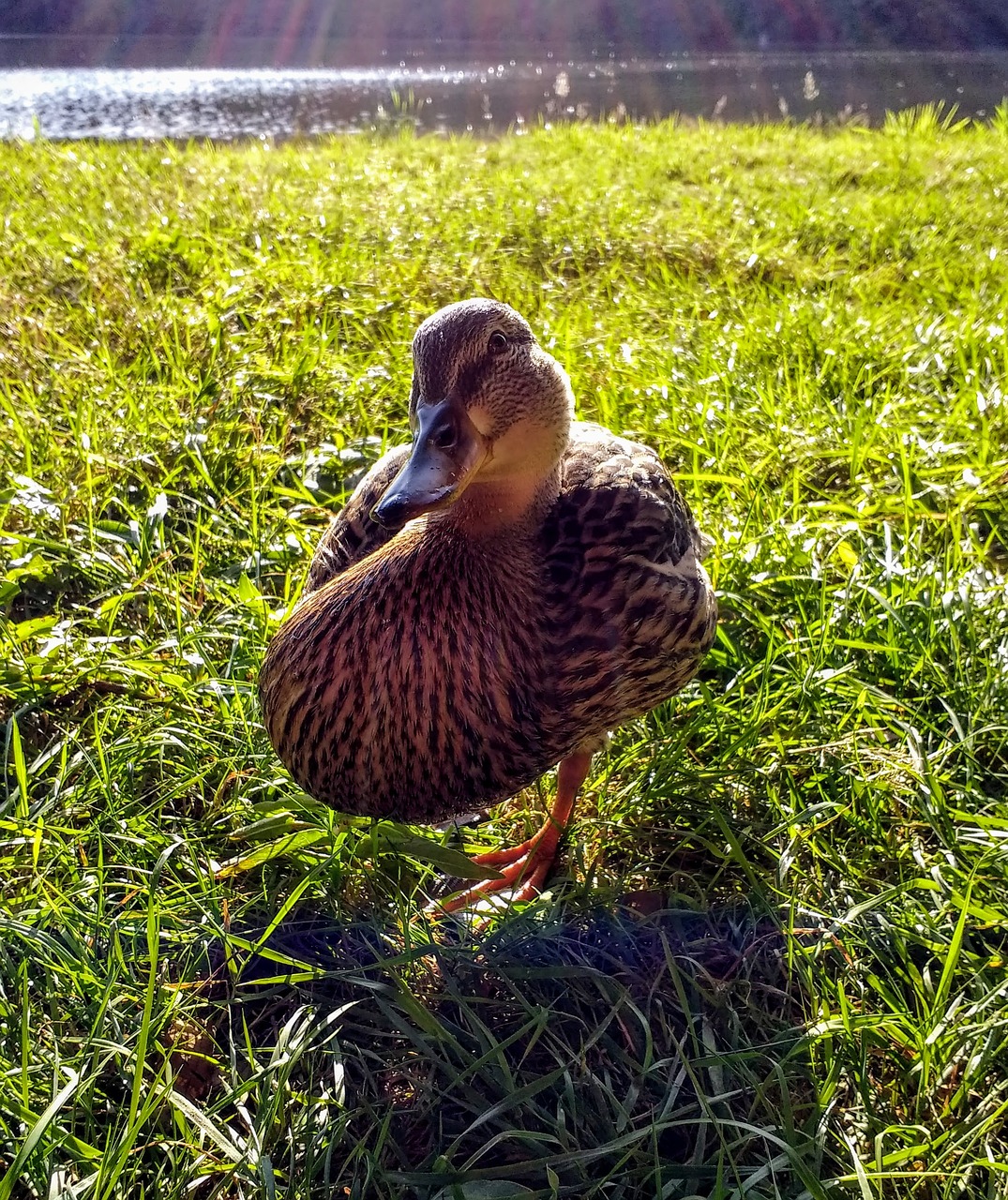 duck animal bird free photo