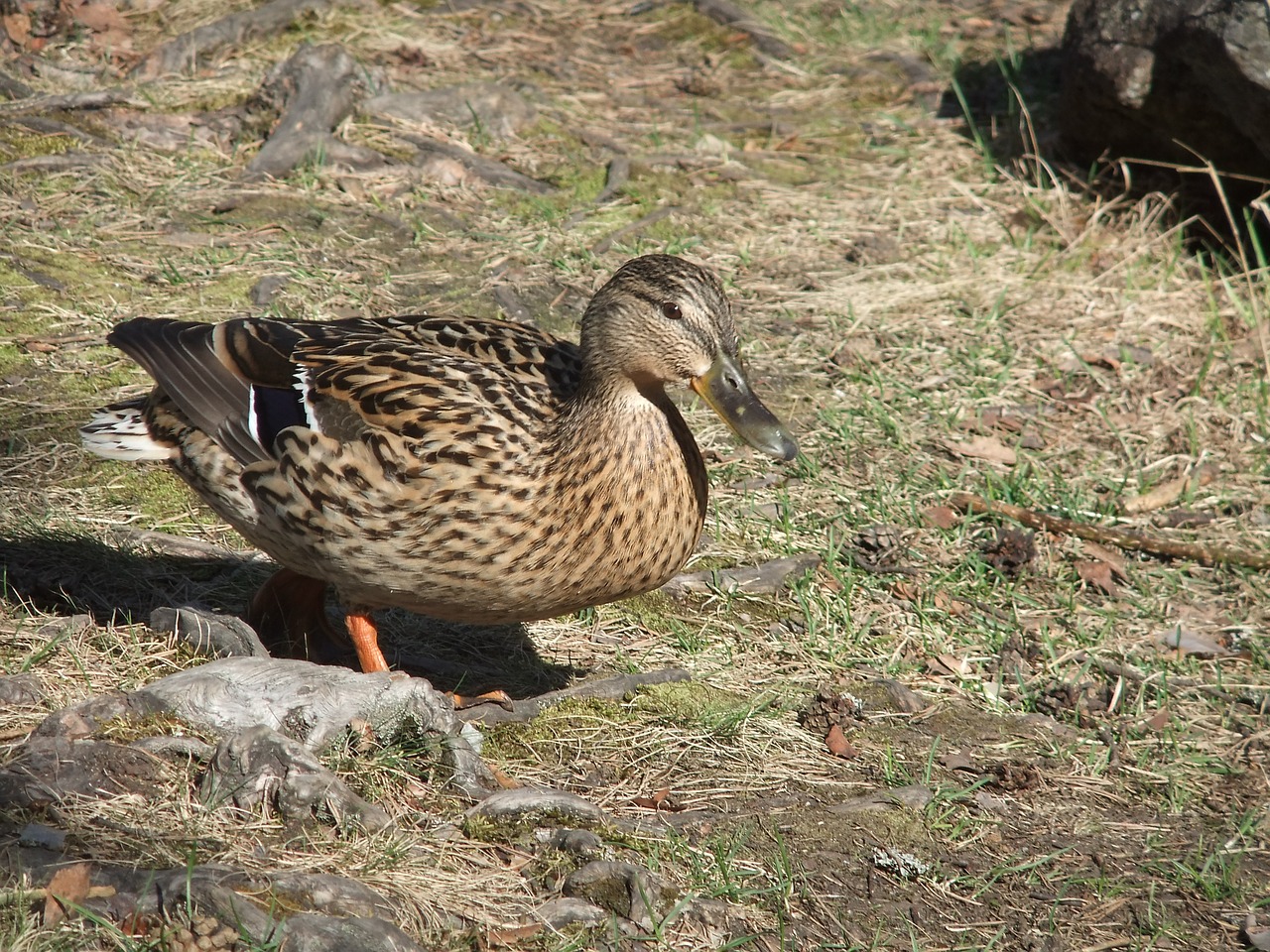 duck earth grass free photo