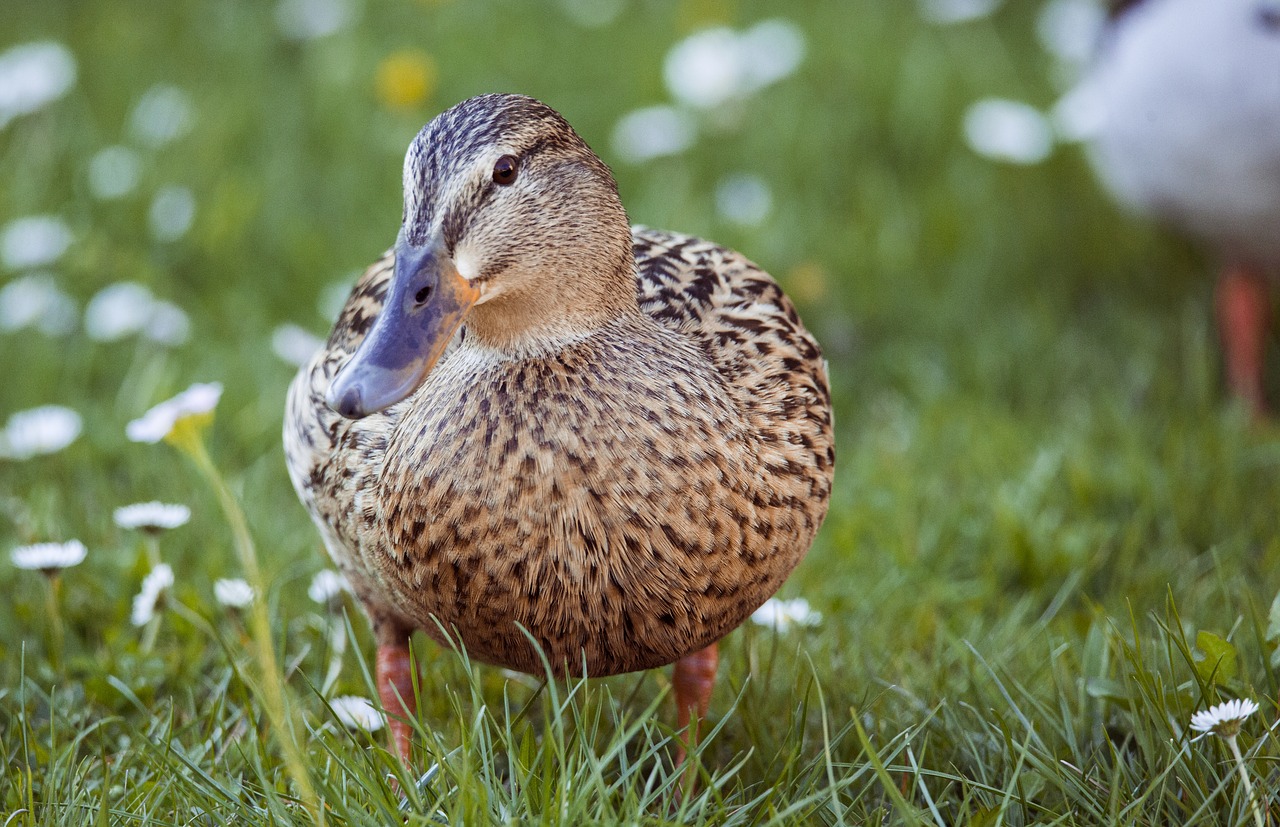 duck animal bird free photo