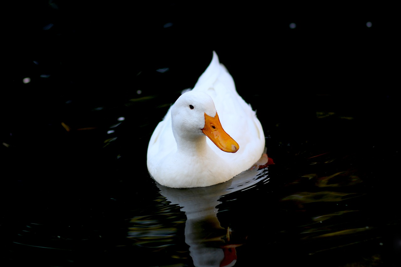 duck white bird free photo