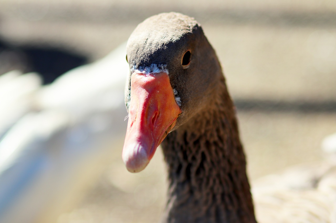 duck wildlife nature free photo