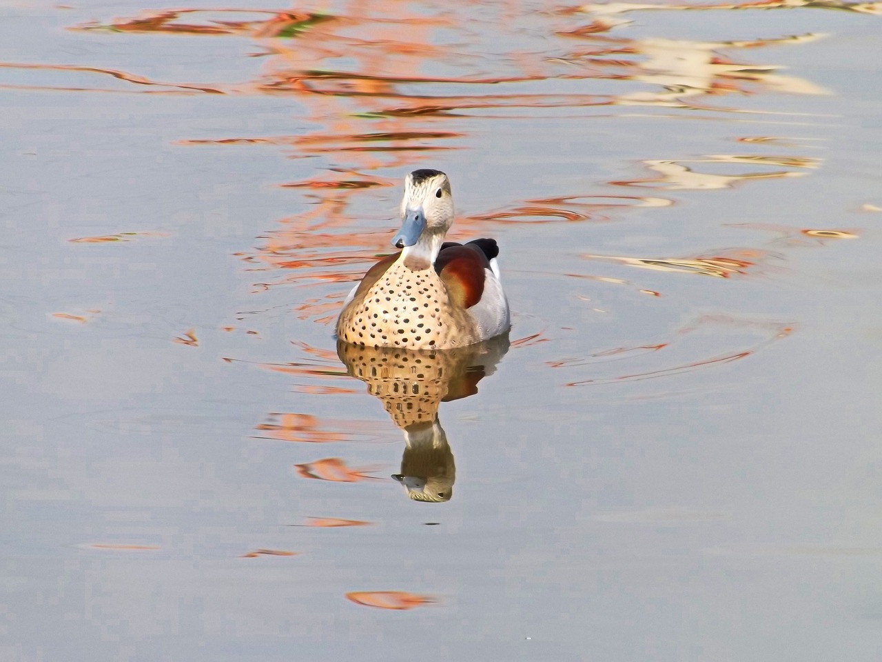 duck bird lake free photo