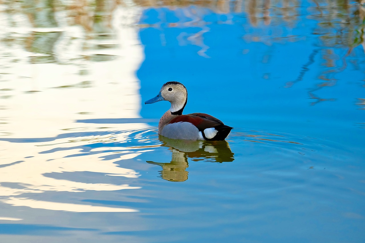 duck bird nature free photo