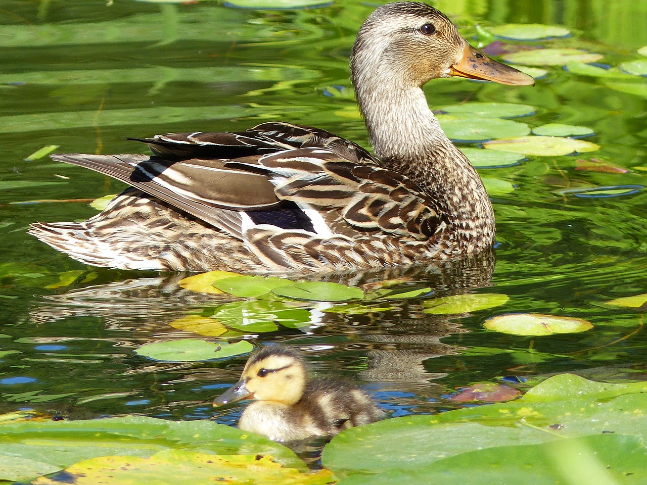 duck water bird pond free photo