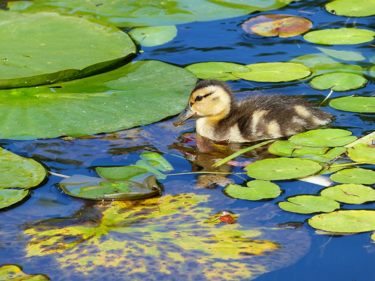 duck water bird pond free photo