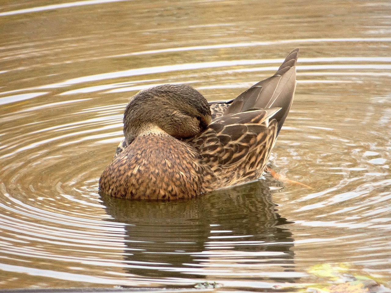 duck crossword lake free photo