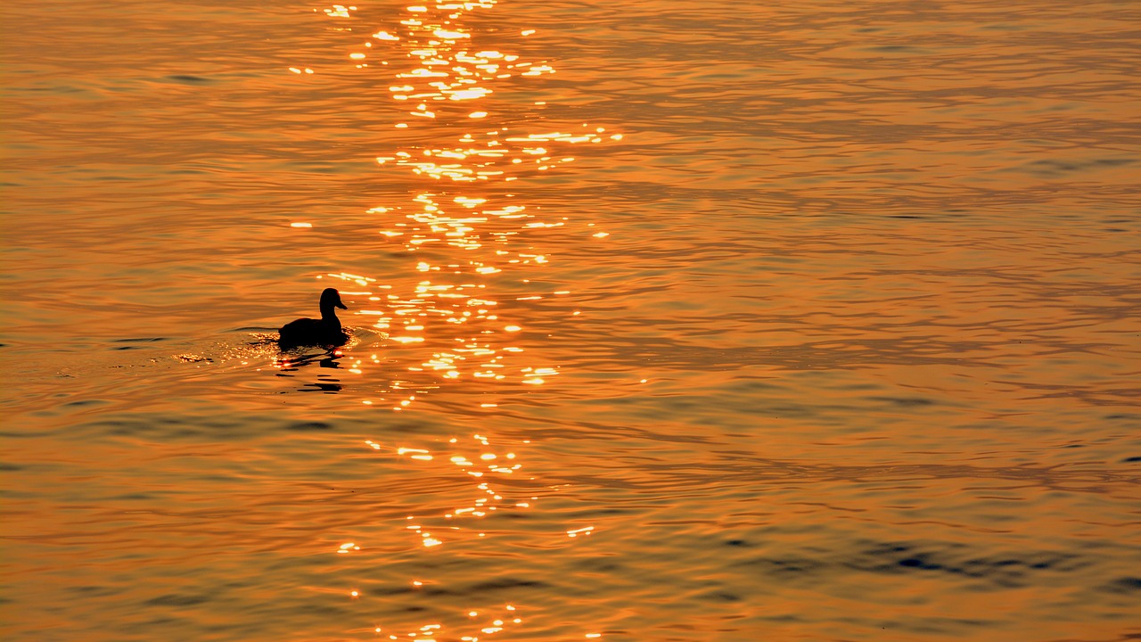 duck lake sunset free photo