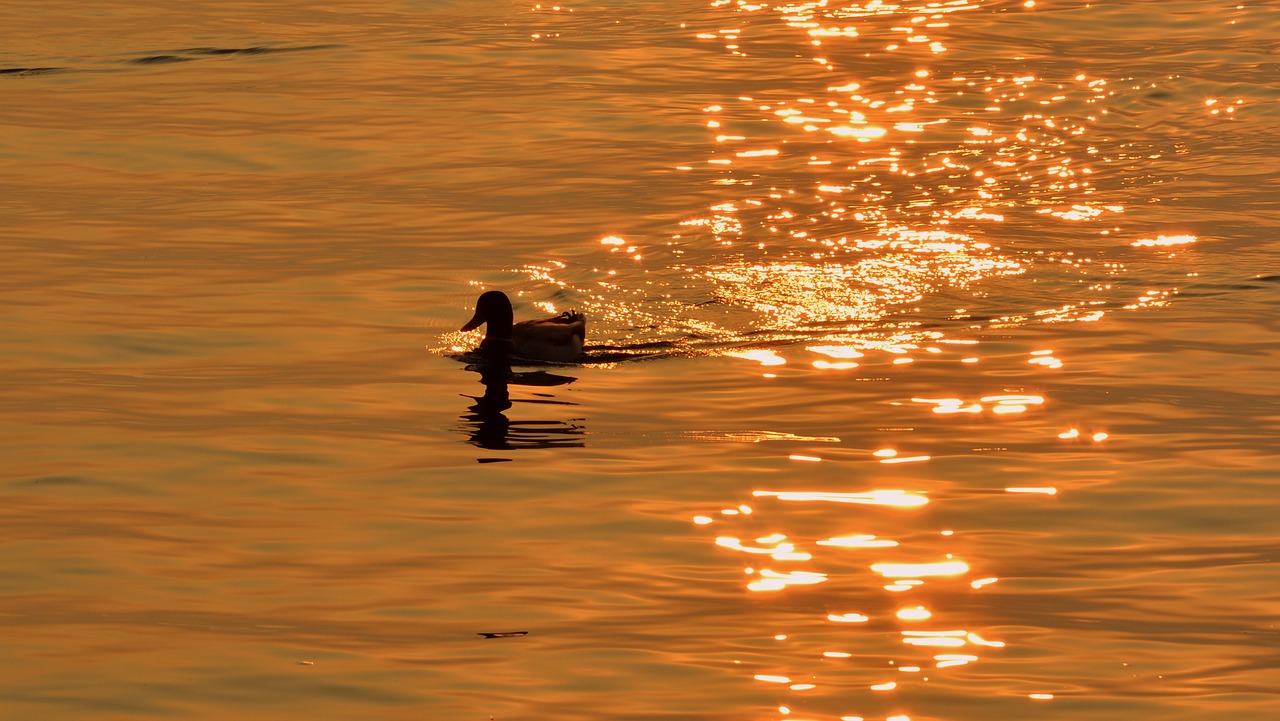 duck lake sunset free photo