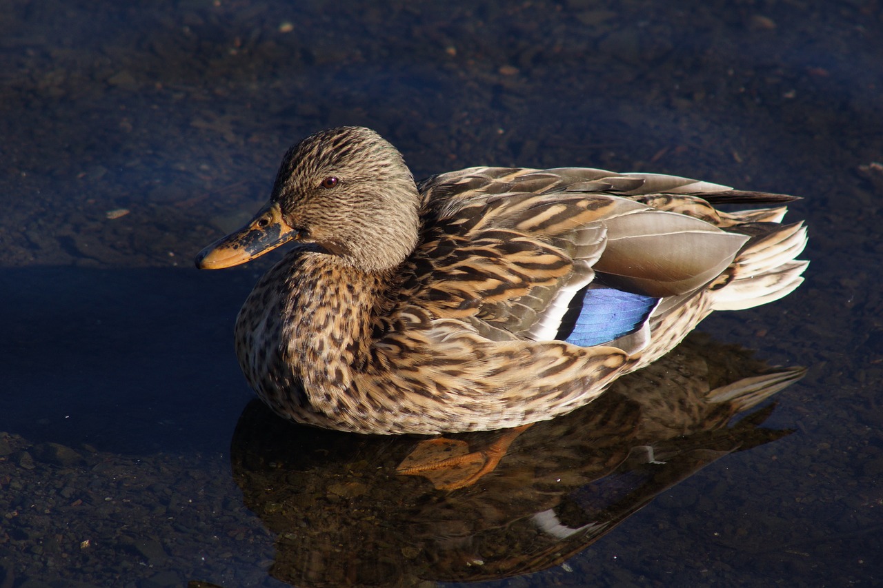duck pond wading free photo