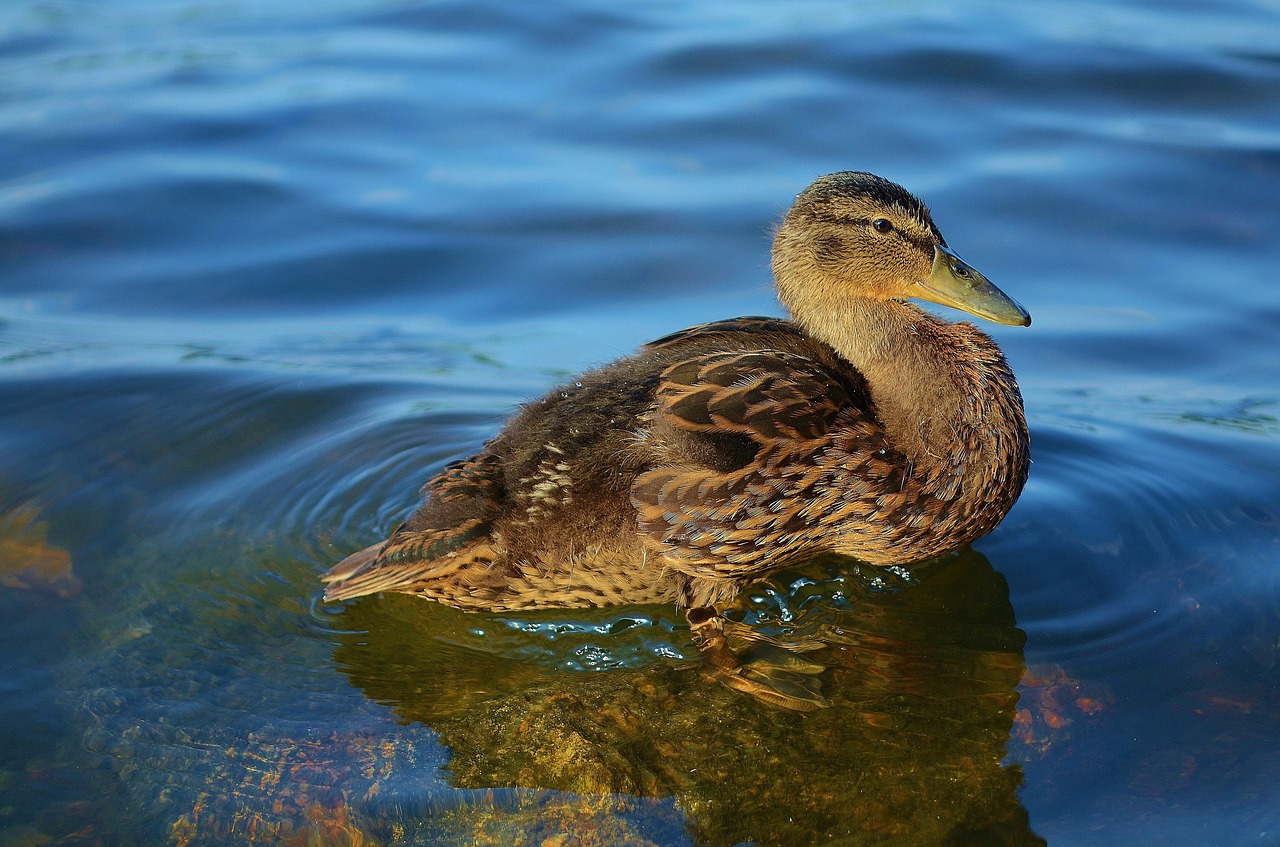 duck animal nature free photo