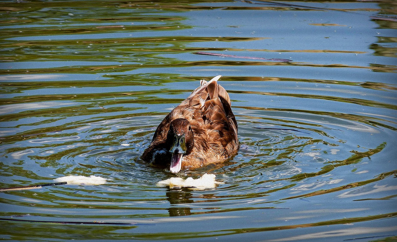 duck oca animal free photo