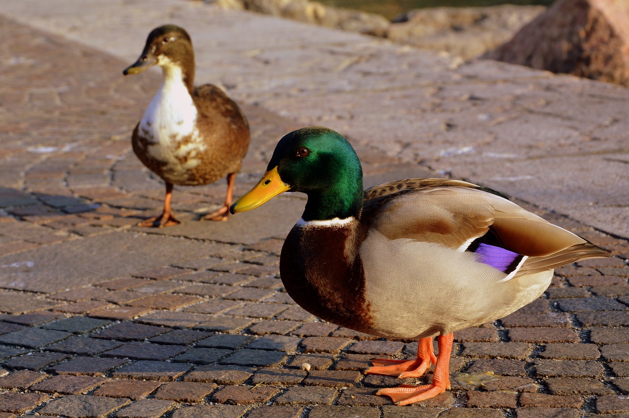 duck couple beak free photo