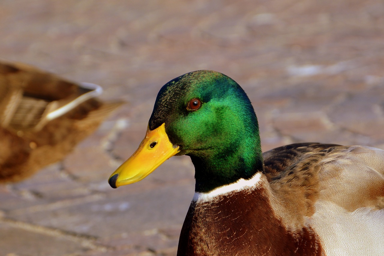 duck beak animal free photo