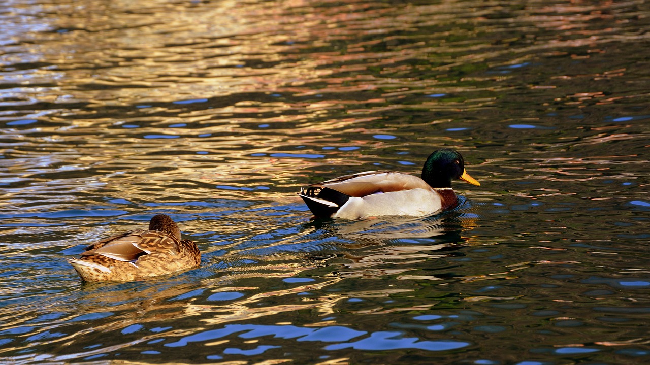 duck couple swim free photo