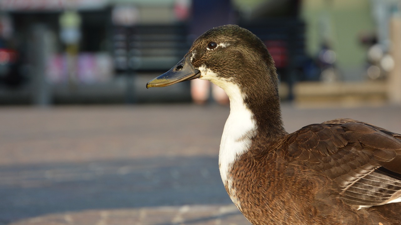 duck beak animal free photo