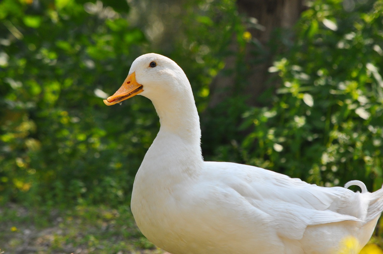 duck white duck goose free photo