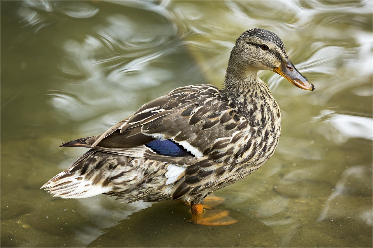 duck wings pen free photo