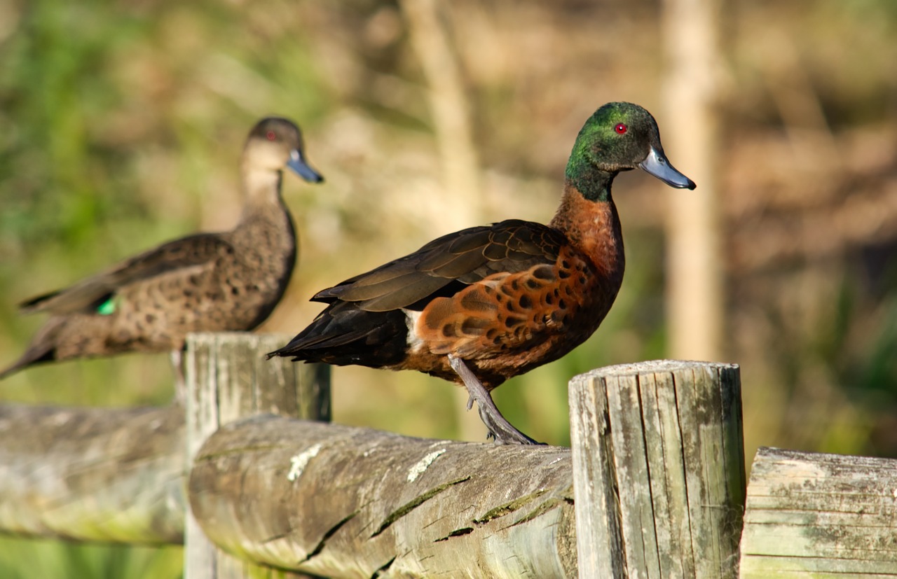 duck fence bird free photo