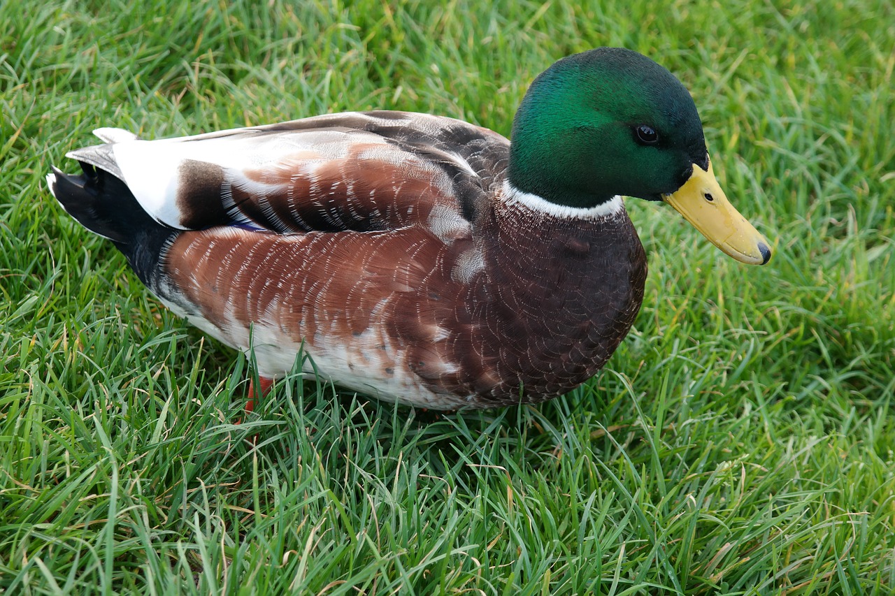 duck drake water bird free photo