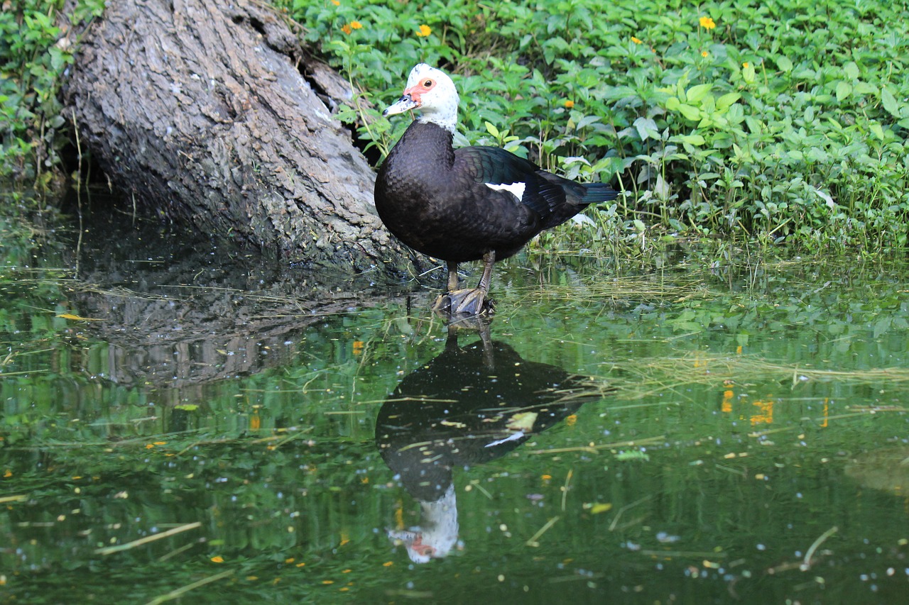 duck ave feathers free photo