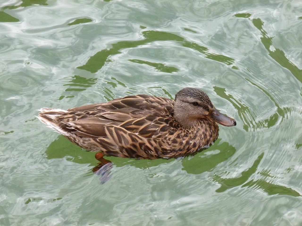 duck water swim free photo