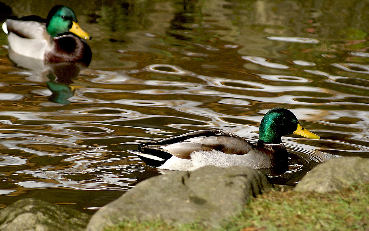 duck crossword wild ducks free photo